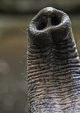 Närbild på en elefants snabel med tydliga morrhår synliga. Bakgrunden är suddig och består av naturmiljö.
