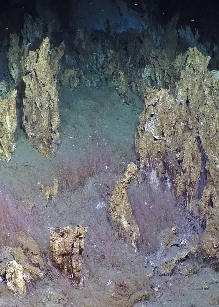 Undervattensbild som visar ett tätt område av rörmaskar och koralliknande formationer på havsbotten i Arktis. Färgerna går i bruna och lila toner, med mörk bakgrund.