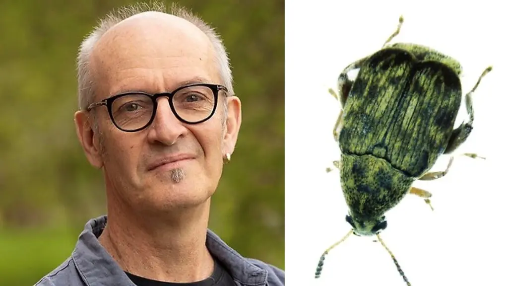 Ett montage av närbild på Göran Arnqvist och en tecknad fröbagge.