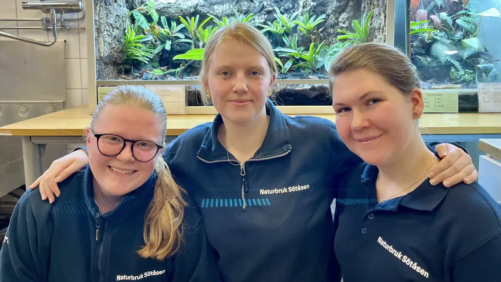 Tilde Karlsson, Ellen Rådberg och Alva Stäpel går alla första året på naturbruksgymnasiet Sötåsen i Töreboda. Här har de samlats framför terrariet med den hotade regnskogspaddan Atelopus balios.