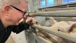 Professor Ulf Magnusson nästan näsa mot tryne med en sugga på SLU.