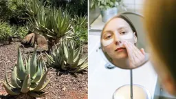 Naturliga hälsoprodukter har blivit en miljardindustri i väst, men många recept bygger på uråldrig kunskap från länder som Sydafrika. Vem äger rätten?