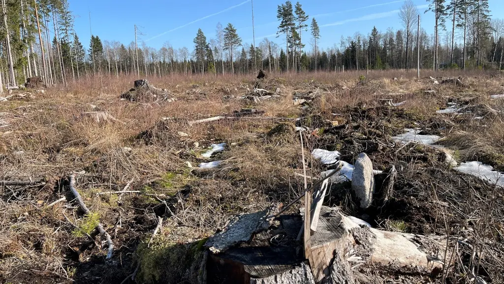 En kallaverkad skog.