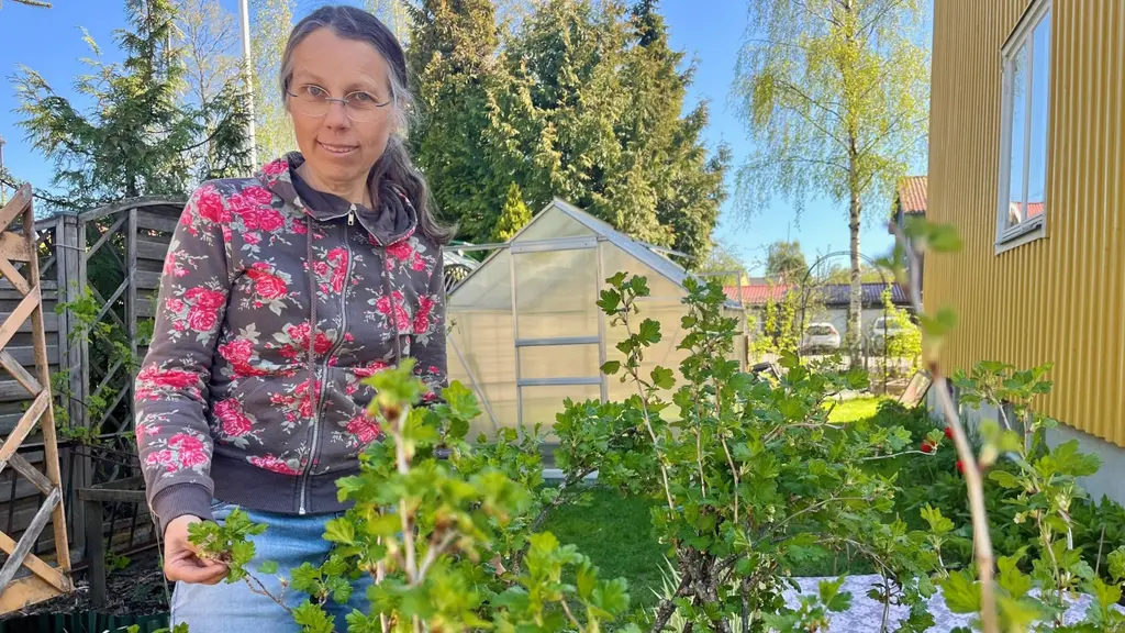 Författaren Åsa Axelsson har grävt upp sin villatomt i Umeå för att odla mat som räcker en stor del av året. 
