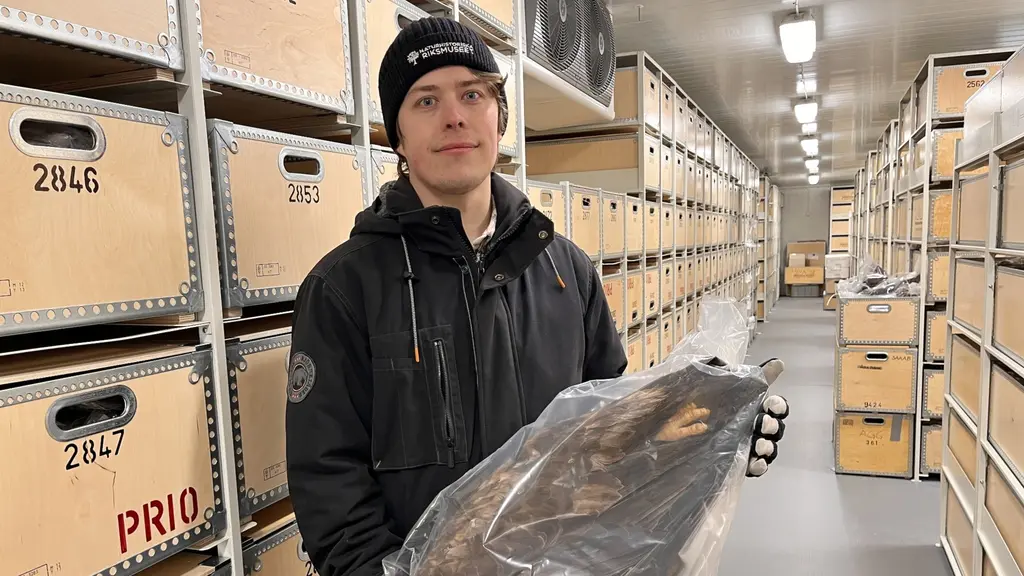 Ludvig Palmheden i mössa och ytterkläder i ett frysrum med hyllplan mott väggarna och på hyllorna trälådor med gaveln utåt. I famnen håller Palmheden en plastpåse med en död havsörn i.