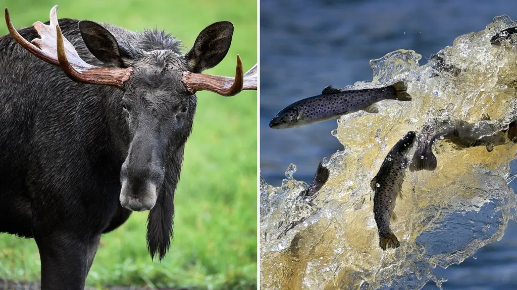 Bildmontage med två delar. Till vänster en älg med stora horn som står på en grön äng. Till höger syns flera fiskar som hoppar upp ur vattnet mot bakgrund av skum och vågor.