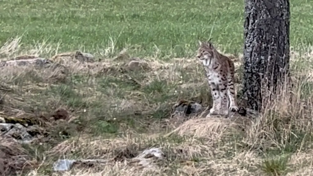 En lodjur står på marken nära ett träd i en grönskande naturmiljö. Bakgrunden består av gräs, torra växter och några stenar. Djuret verkar vaksamt och tittar framåt.