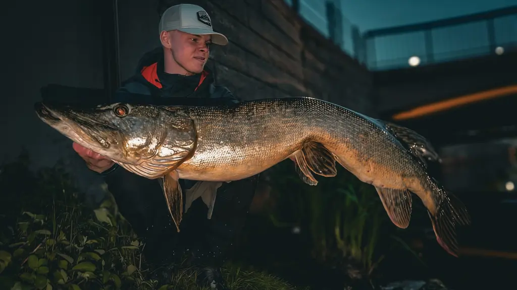 Albin Hedemo håller upp en stor gädda i mörker utanför en byggnad. Fisken sträcker sig horisontellt och lyser upp i kamerablixten.