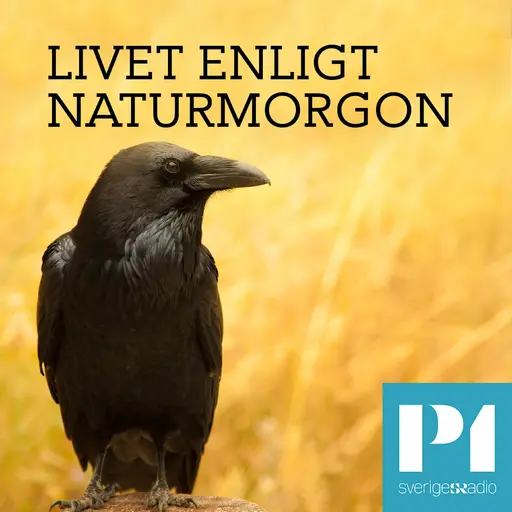 Spridningsbild för Livet enligt Naturmorgon