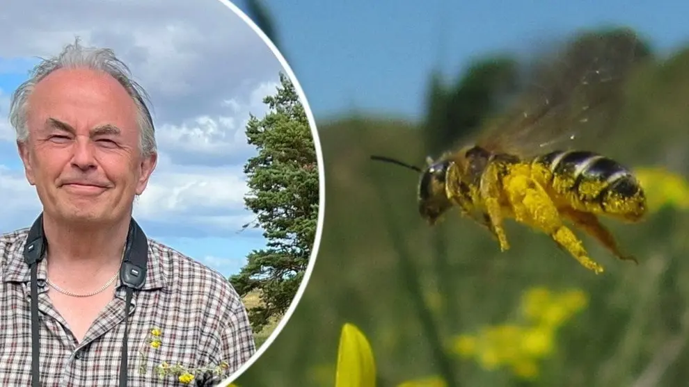 entomologen Mikael Sörensson med kikare runt halsen, och ett stort bi