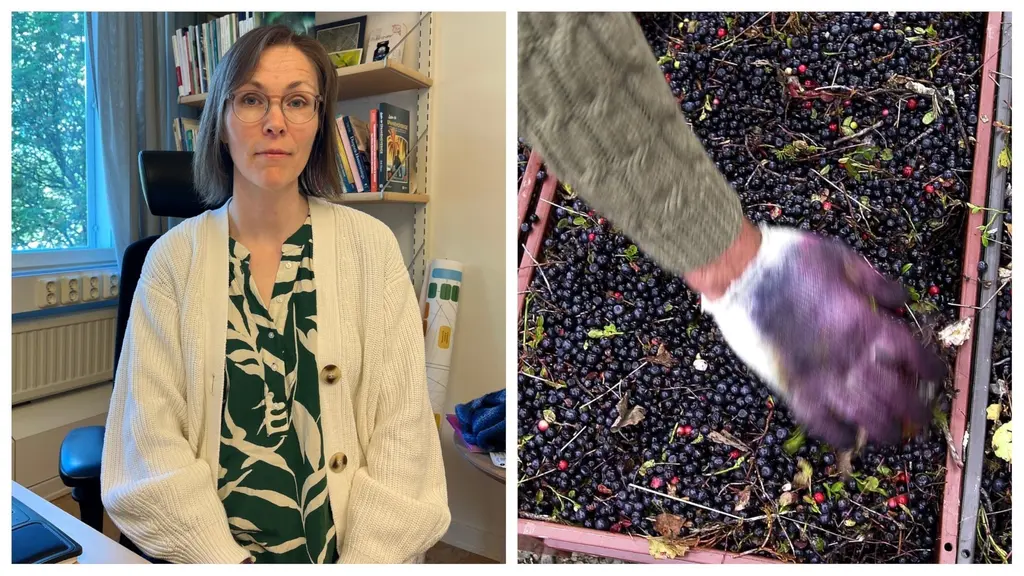 Till vänster en kvinna i kontorsmiljö, Charlotta Hedberg. Till höger en handskklädd hand som rör runt i bär. 