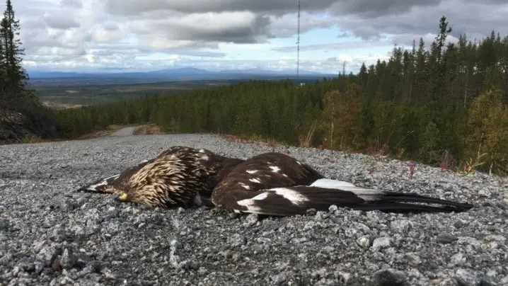 Kungsörn hittad död 2