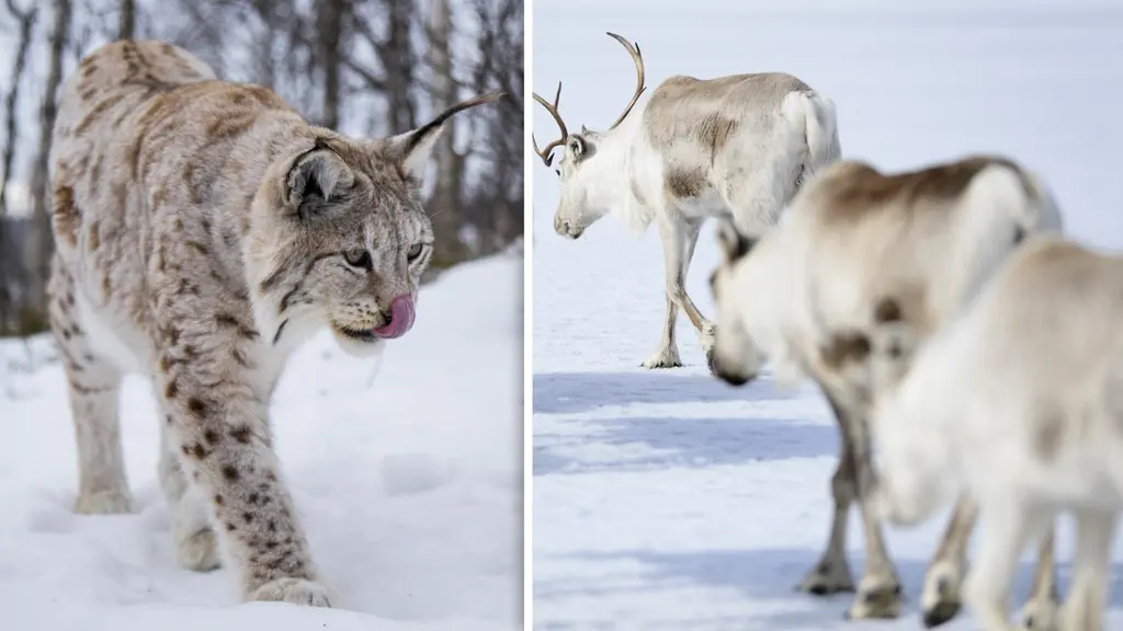 Till vänster: Ett lodjur går över snötäckt mark. Till höger: Renar går över snötäckt is.