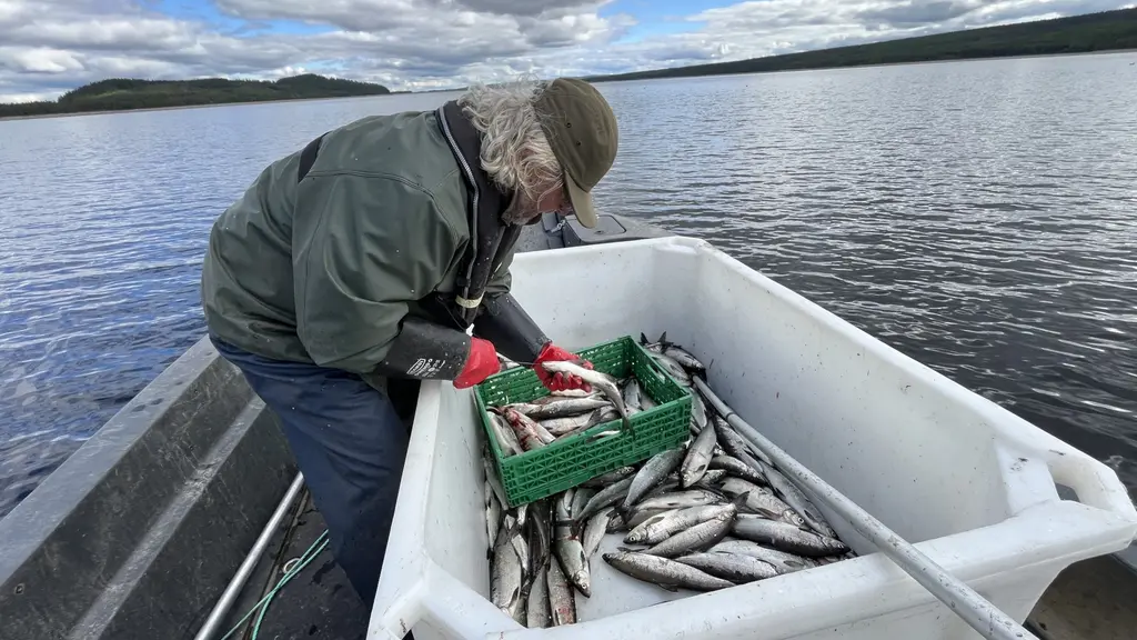 En person klädd i vinterjacka och mössa sorterar nyfångad fisk i en stor vit behållare på en fiskebåt, omgiven av en stilla sjö och molnig himmel.