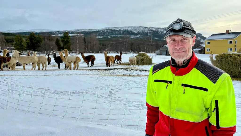 En man i varselfärgad och röd jacka och keps står framför en hage med alpackor. Vemdalen skoter alpacka