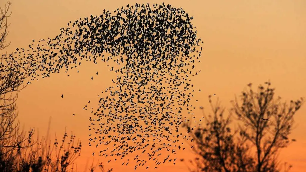En flockstarar i formation. Foto: Scanpix