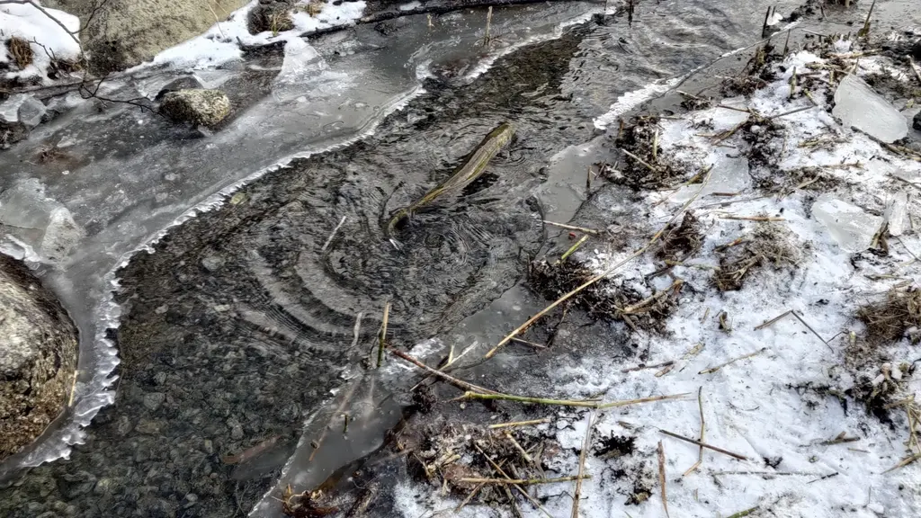 Några tyresöbor agerade direkt och larmade till fiskeklubben.
