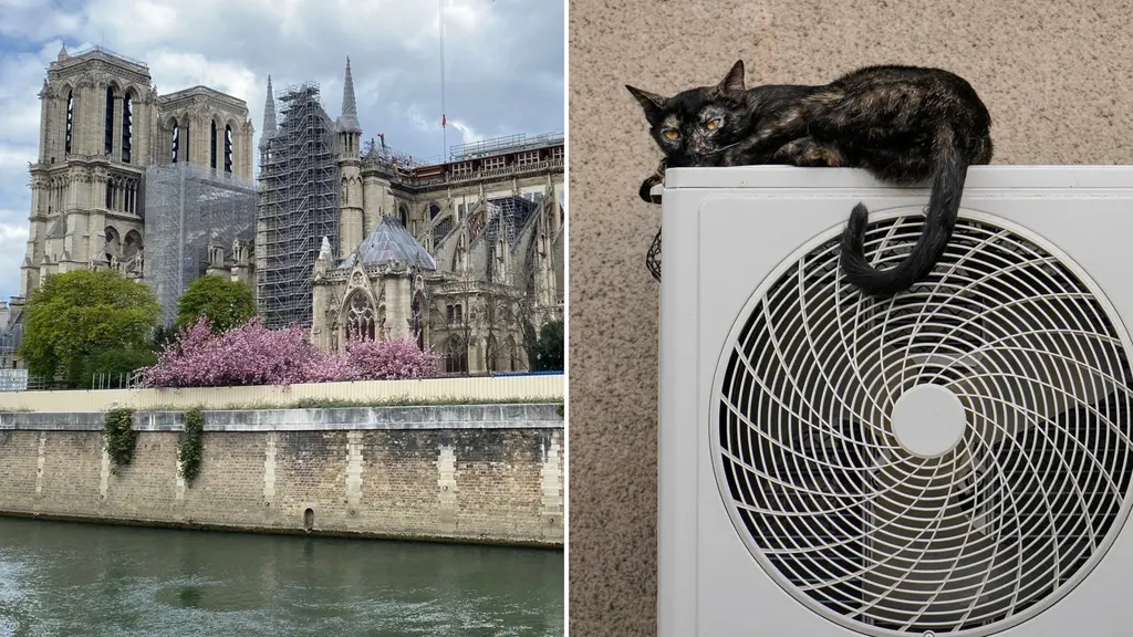 Bildmontage: Notre Dame i Paris och en katt på en fläkt