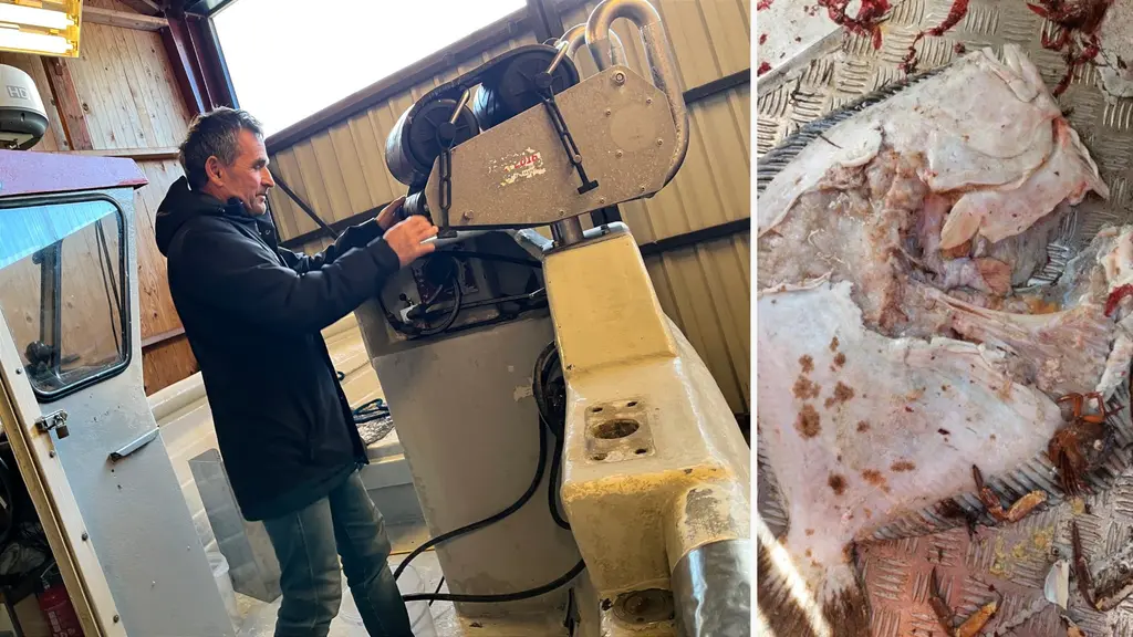 Hans Johanssons båt står inomhus för vinterreparationer, på bilden till höger finns ett exempel på en piggvar som fiskats upp efter att säl varit framme.