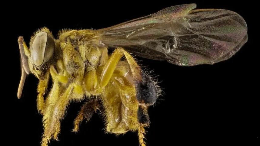 Gaddlösa bin i Peru har blivit de första insekterna med juridiska rättigheter.