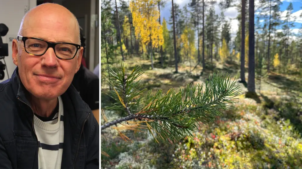 skog. Magnus Nilsson är klimatpolitisk analytiker och expert på EU:s klimatlagstiftning.