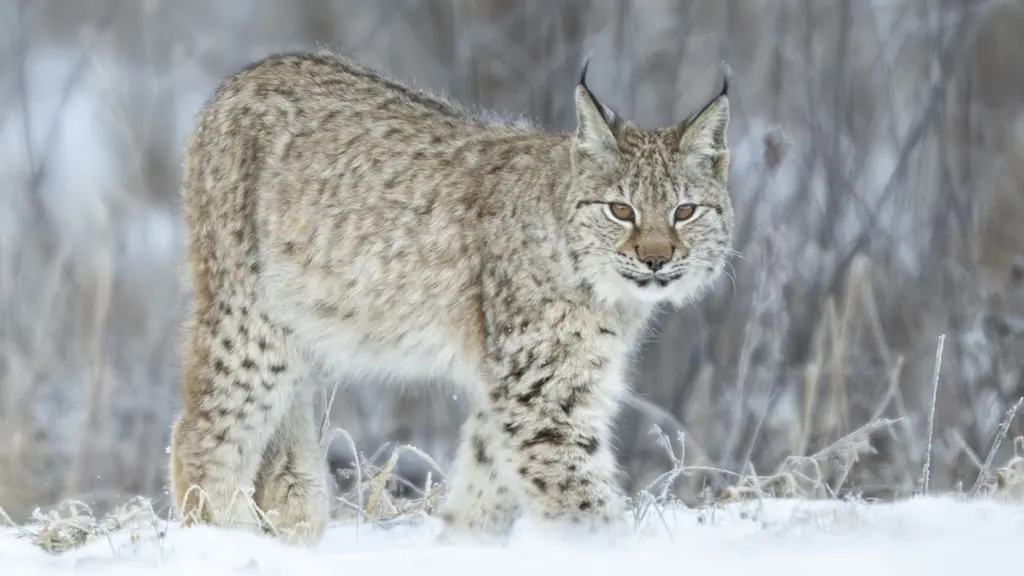 Lodjursjakten skulle ha börjat på söndag.