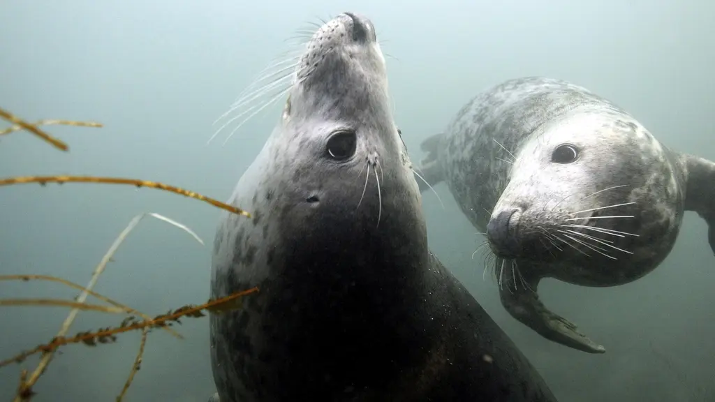 Naturvårdsverket tar beslut om jakt på gråsäl, efter samråd med Havs- och vattenmyndigheten.
