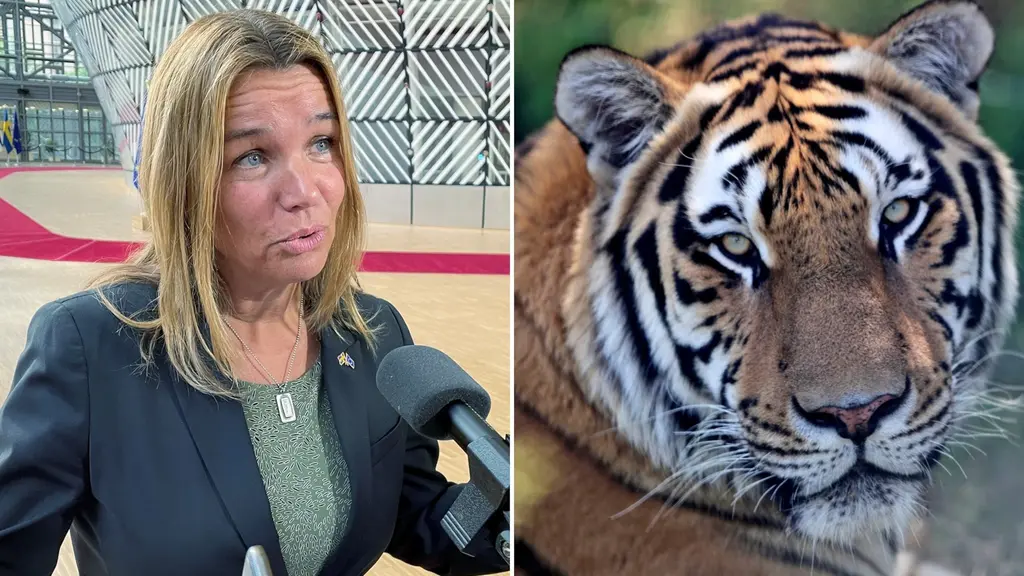 En kvinna intervjuas och en tiger. 