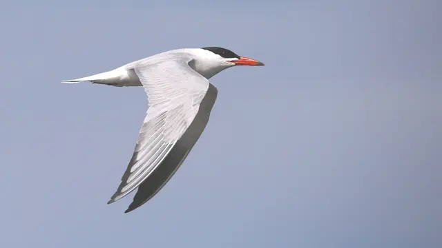Skräntärnan är en av de arterna som får ökat skydd i Hävringe skärgård.