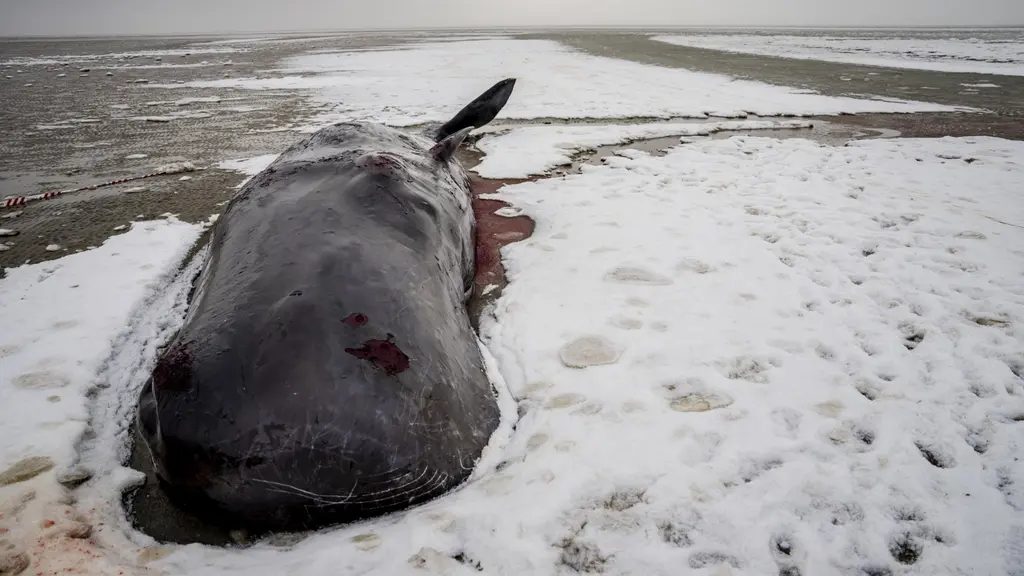 Sex kaskelotter strandade vid Danmarks Nordsjökust i dagarna.