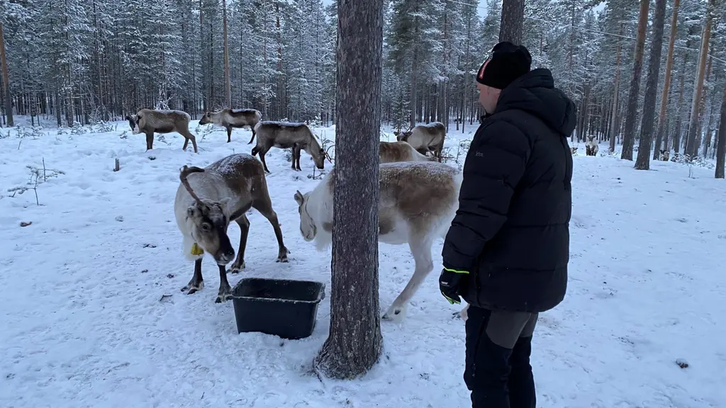 Renar som äter ur svart tråg i snöig skog