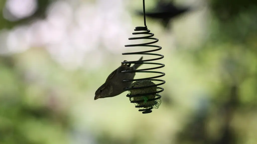 En fågel äter från en spiralformad talgbollshållare som hänger i en grönskande trädgård. Bakgrunden är oskarp med mjuka gröna och ljusa toner.