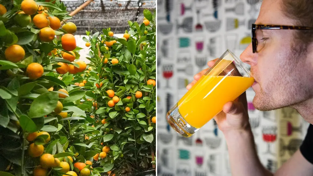 Apelsinträd och en man som dricker apelsinjuice.