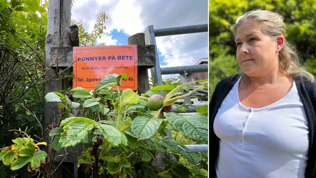 Skylt med texten "ponnyer på bete" vid hästhage. Josefine Almér.