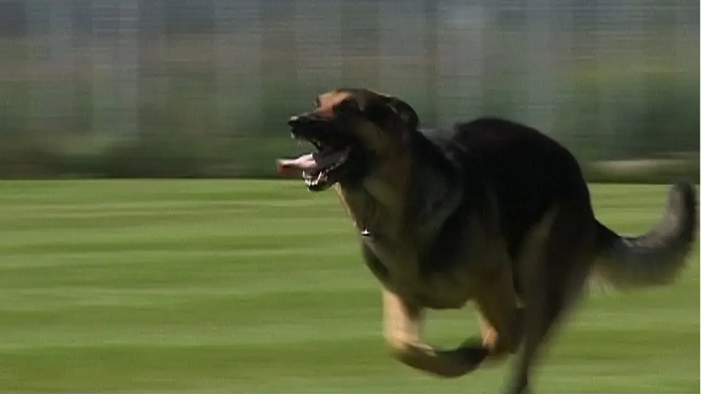 Aggressiv hund springer på en gräsmatta. 