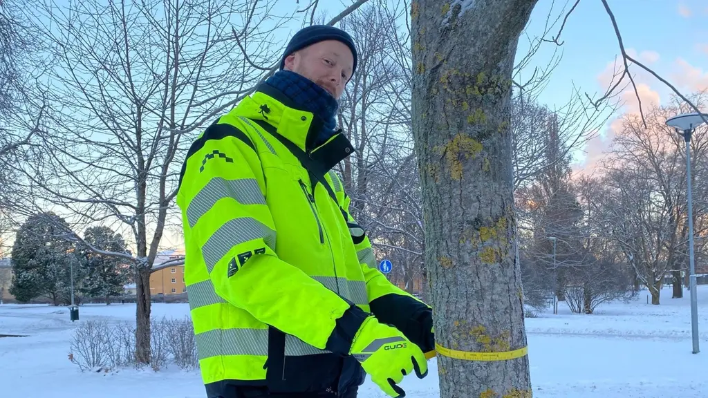Träd och man 