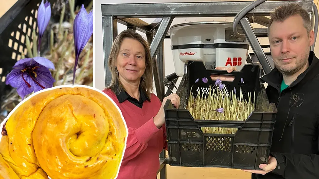 en man och kvinna håller upp en back med krokusplantor.