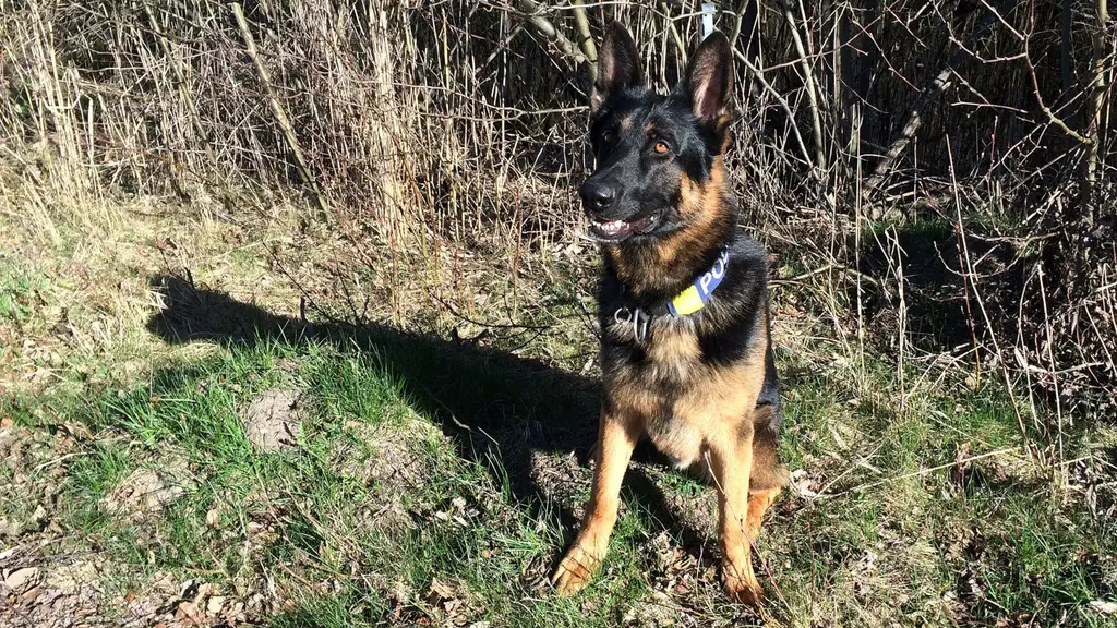Hunden Milo. Foto: Per Larsson/Sveriges Radio.