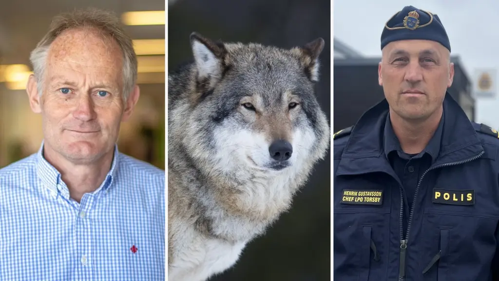 Bildmontage med tre separata sektioner: en man i skjorta, en gråvarg i naturmiljö och en polis i uniform. Bilden kan relatera till tips om jaktbrott.