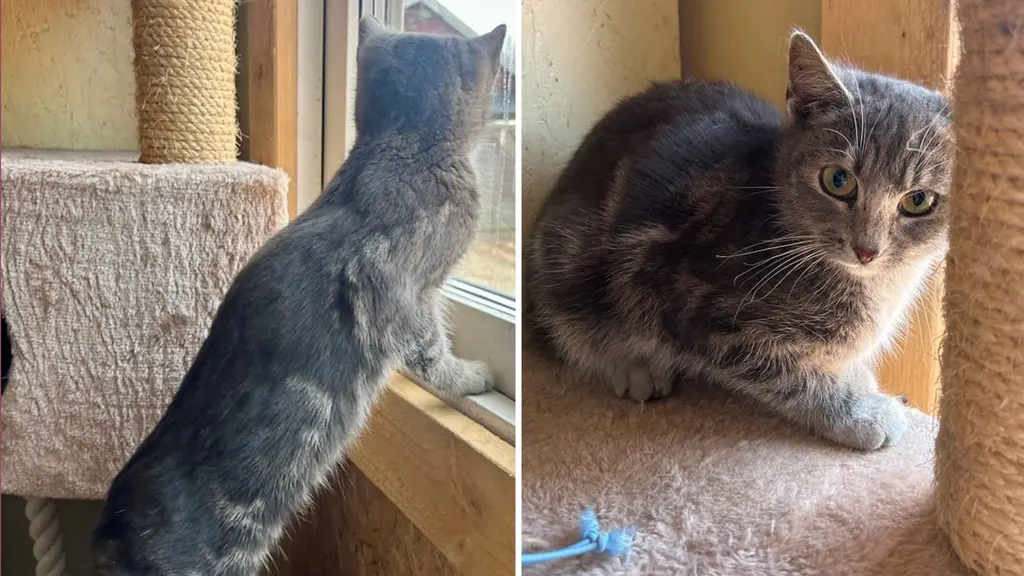 Två bilder av samma katt: En brunspräcklig honkatt. 