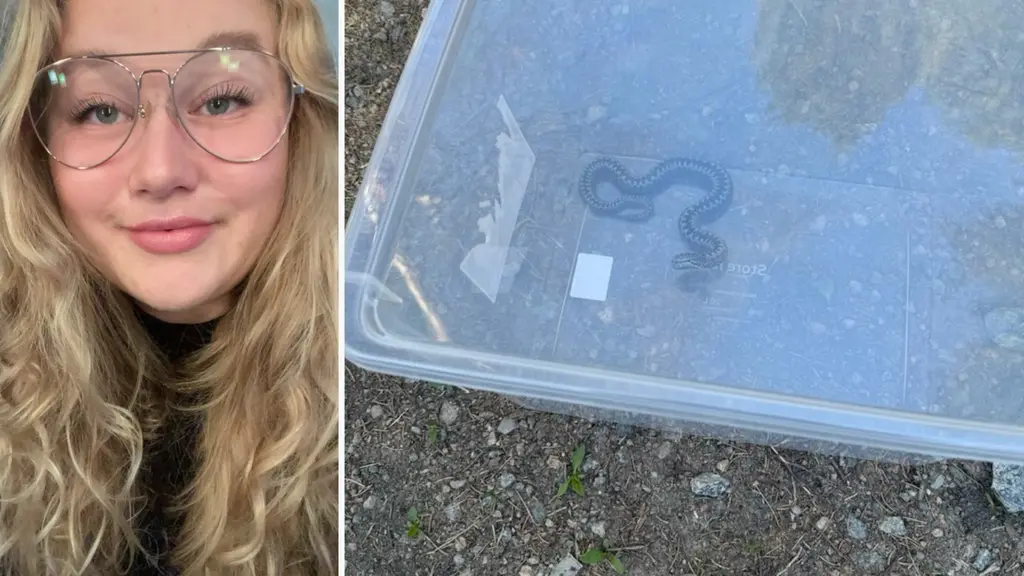 En huggorm syns i en genomskinlig plastlåda placerad på grus. Till vänster i bilden syns en person med långt blont hår.