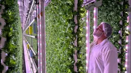 Sallad i vertikalodling med LED-ljus. Erik Lundgren förklarar fördelarna med tekniken och varför den är hållbar.