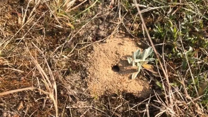 Naturskyddsverket satsar 11 miljoner på att hjälpa de utrotningshotade vildbina. 