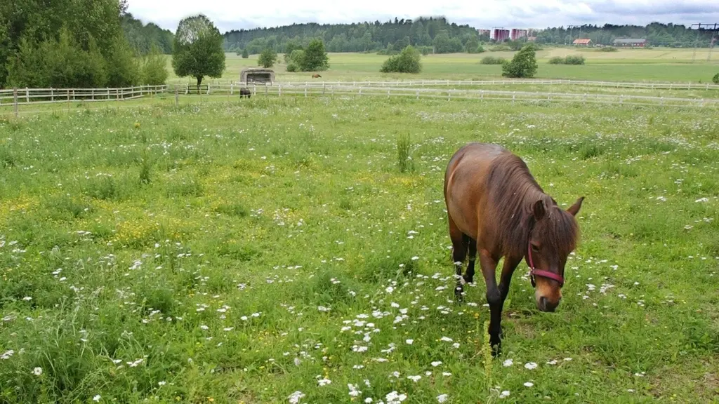 Brun ponny betar ensam i en grön hage på Järvafältet utanför Stockholm, med vildblommor, stängsel och öppet landskap i bakgrunden.