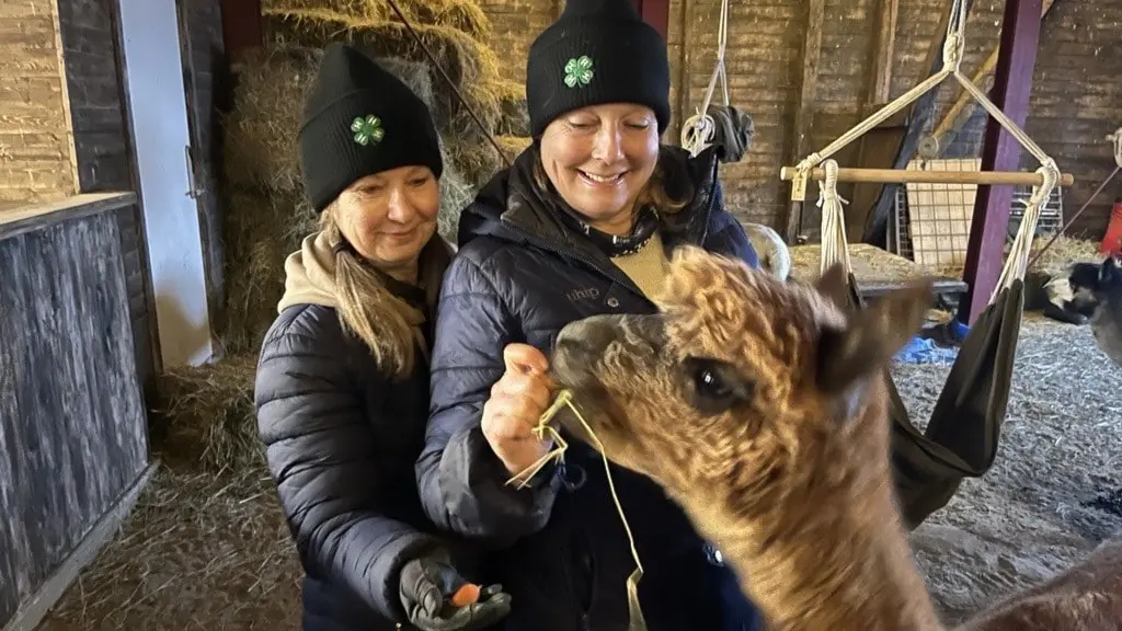 Två kvinnor matar en alpacka. De befinner sig i ett stall. Båda kvinnorna ler och verkar trivas med sysselsättningen
