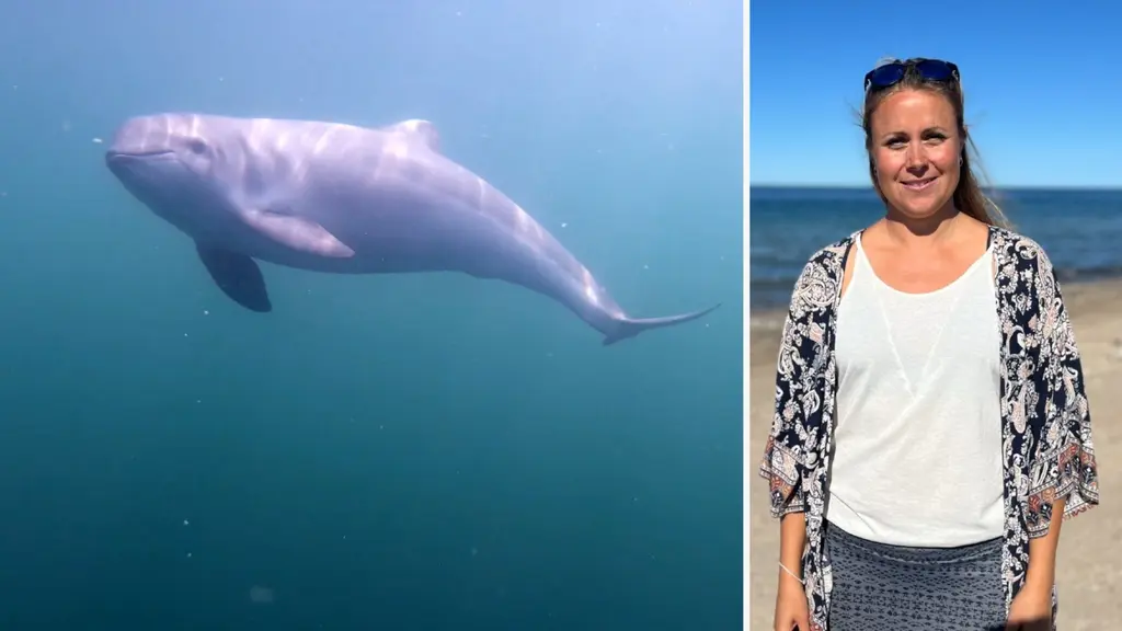 En tumlare simmar i klart vatten till vänster, och till höger står en person vid en strand med havet i bakgrunden.
