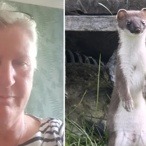 Till vänster: Porträtt på Stina Jonsson i randig tröja framför en grön vägg. Till höger: En hermelin som bor hemma hos henne, stående upprätt i gräs framför ett hus.