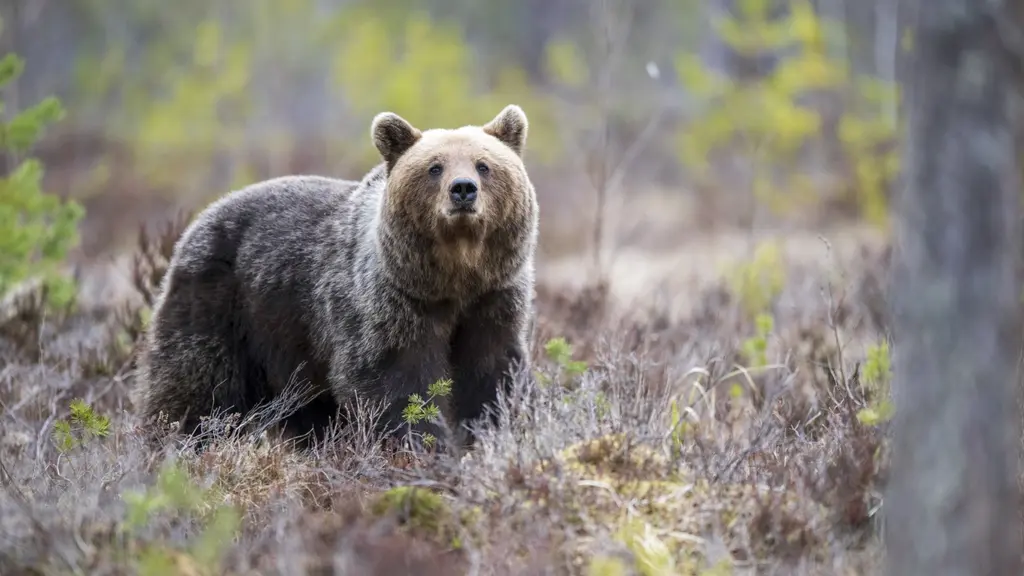 En brunbjörn står i ett skogslandskap, omgiven av ljung och träd. Björnen blickar framåt och omgivningen är präglad av vårens färger och lugn atmosfär.