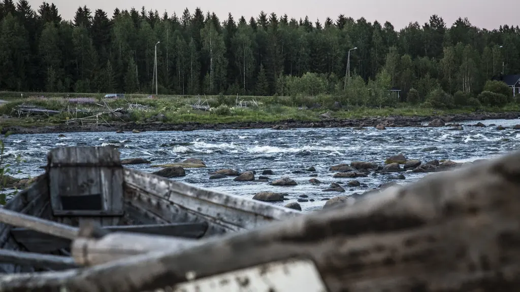Utsikt över Kukkulaforsen med strömmande vatten och skog bredvid samt en gammal träeka i förgrunden.