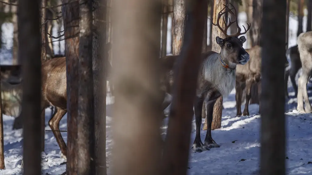 Renar syns genom mellan trädstammar i skog.